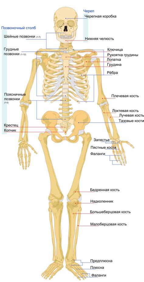 Символическое значение костей