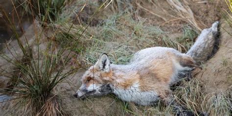 Символическое значение мертвой лисы в женском сновидении