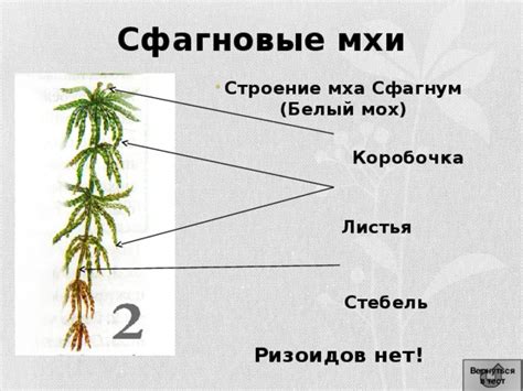 Символическое значение мха сфагнум в различных аспектах сновидений