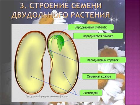 Символическое значение оболочки подсолнечного семени в сновидениях