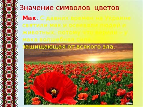 Символичное значение цветов мака