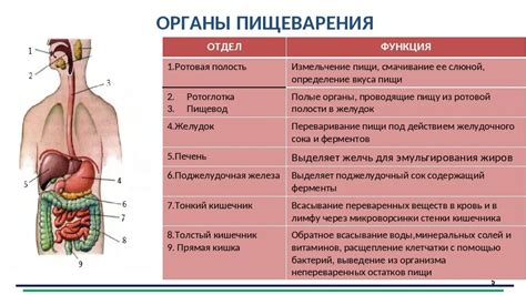 Символичность процесса пищеварения во сне