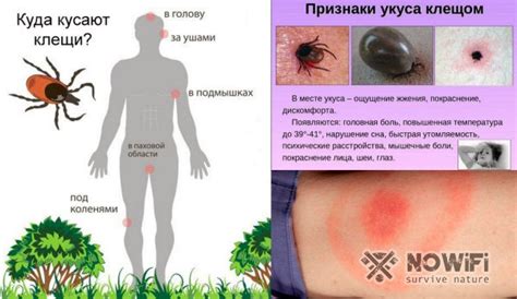 Симптомы аллергии на клеща