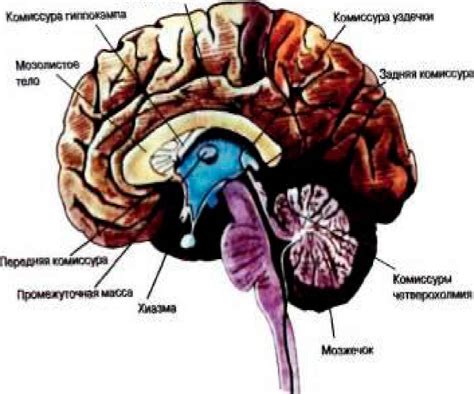 Симптомы ирритации диэнцефальных структур мозга