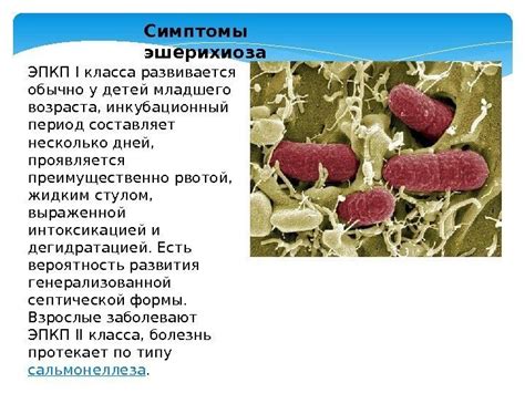 Симптомы и диагностика лактозонегативной кишечной палочки