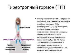 Симптомы и признаки повышенного ТТГ