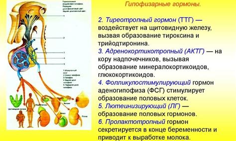 Симптомы и проявления низкого ТТГ