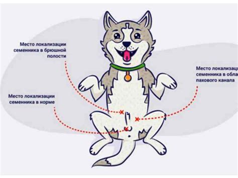 Симптомы крипторхизма у собак