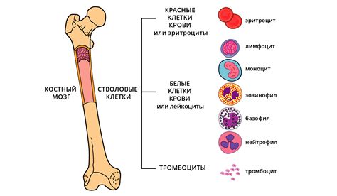 Симптомы низких тромбоцитов