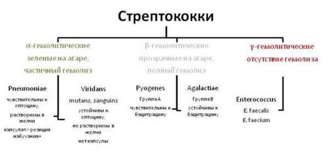 Симптомы носительства стрептококка