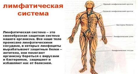 Симптомы повышенной лимфы крови