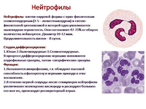 Симптомы повышенных палочкоядерных нейтрофилов