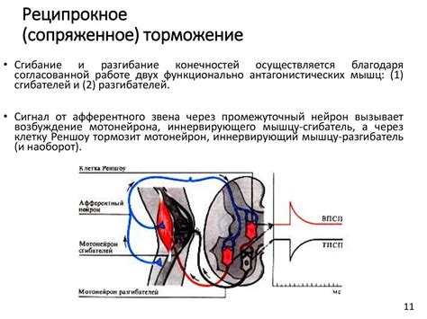 Симптомы торможения нервной системы