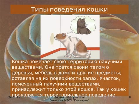 Синицы и территориальное поведение: почему они стучат только в конкретных местах