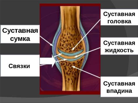 Синовиальная оболочка: функции и структура