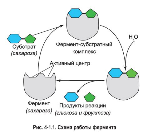 Синтез белков и ферментов железой определенной секреции