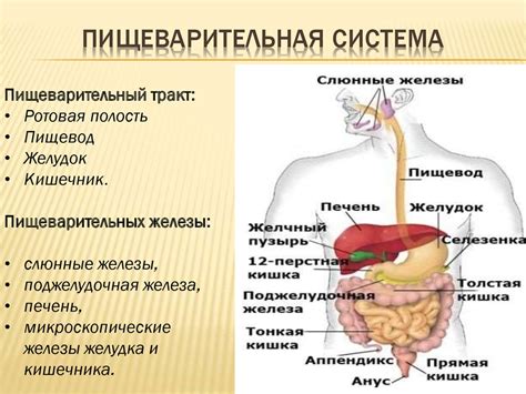 Система пищеварения и особенности питания