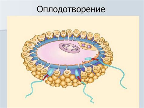 Система размножения