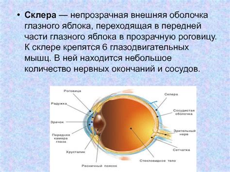 Склера, жесткая внешняя оболочка