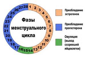 Сколько дней длится менструация?