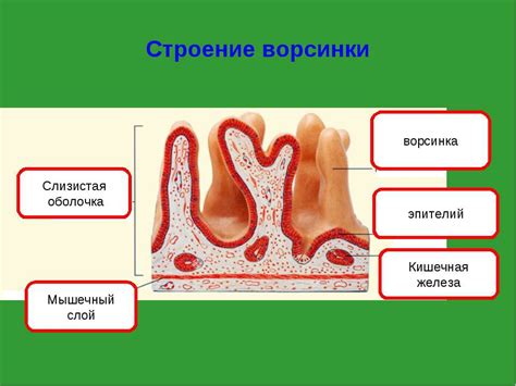 Слизистая оболочка: определение и роль в организме