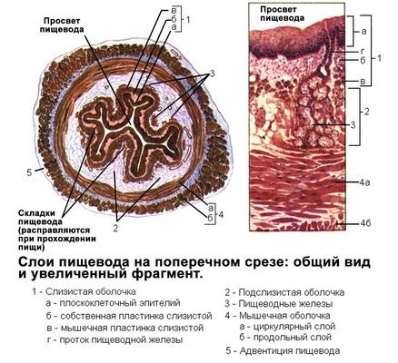 Слизистая пищевода опалесцирующая