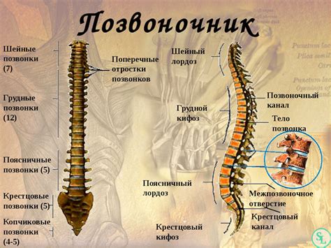 Смежные позвонки: что это значит?