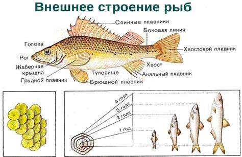 Смысловые понимания: К чему мечтаться подсушенная рыба со червями?