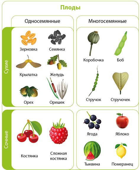 Смысл сна: яркие и сочные плоды на зеленой кроне