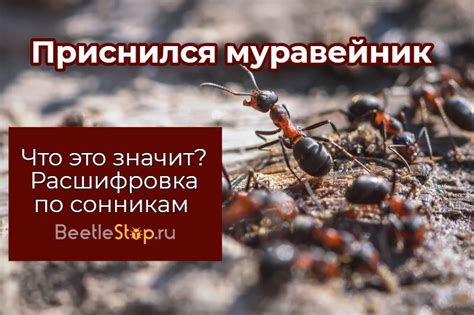 Смысл сна о муравейнике пчел