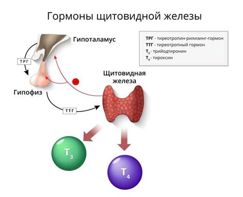 Снижение тироксина - какую роль играет этот гормон в организме человека?