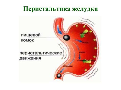 Сниженная перистальтика: что это такое?