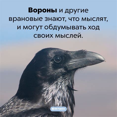 Сновидения о воронах: что они означают?