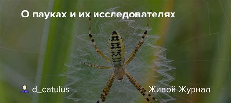 Сны о пауках и архетипические образы: что они могут рассказать о нашей психологии