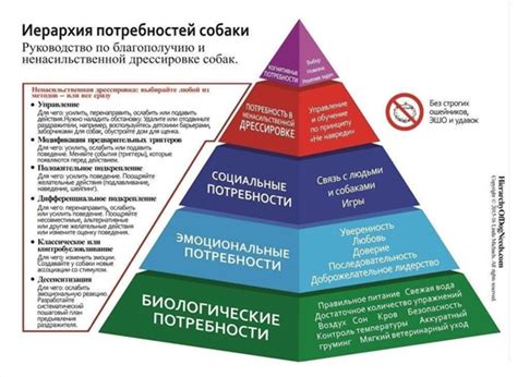 Сны о приручении собаки как отражение потребностей и желаний