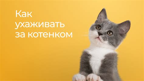 Советы по обращению с котенком