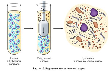 Современные исследования и разрозненные клетки