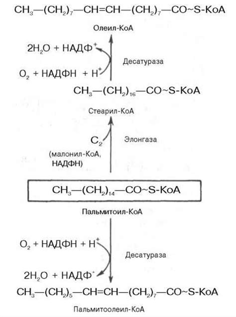 Содержание жирных кислот в нерке и форели