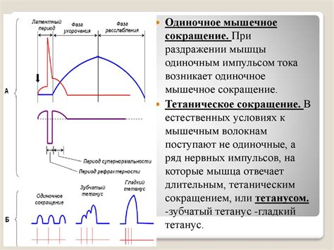 Сокращение и его значение