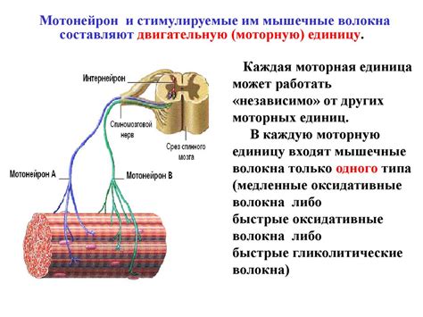 Сокращение мышцы: что это такое и как оно влияет на организм?