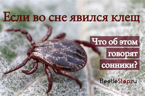 Сон о клещах: предсказание или просто сновидение?