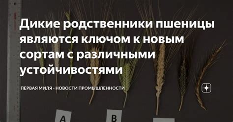 Сон с буйными зарослями пшеницы: прозрение к новым перспективам