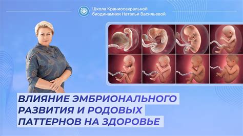 Сон с эмбрионом: обнаружение скрытых потенциалов