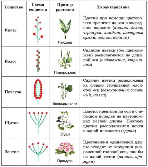 Соответствие и названия