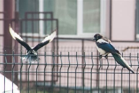 Сорока: символ и приметы