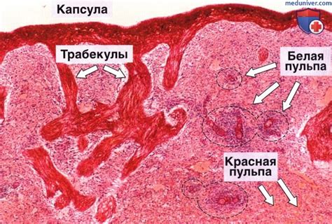 Соскоб пульпы селезенки: необходимость и ценность исследования