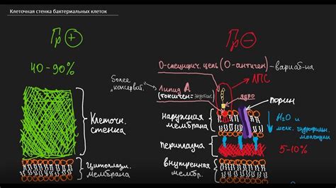 Состав и действие Виталанга