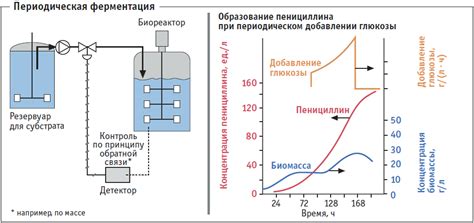 Состав и процесс ферментации