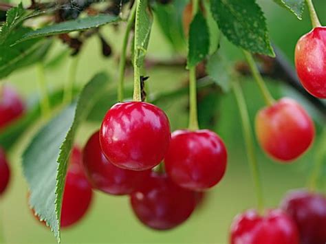 Сочетание вишни с персиком: сочная и ароматная комбинация