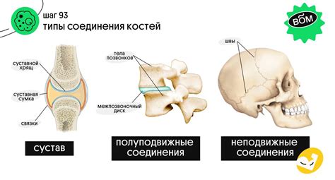 Сочленение костей: анатомия и функции